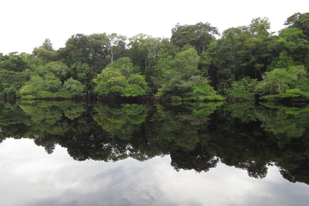 Flooded Amazon forest