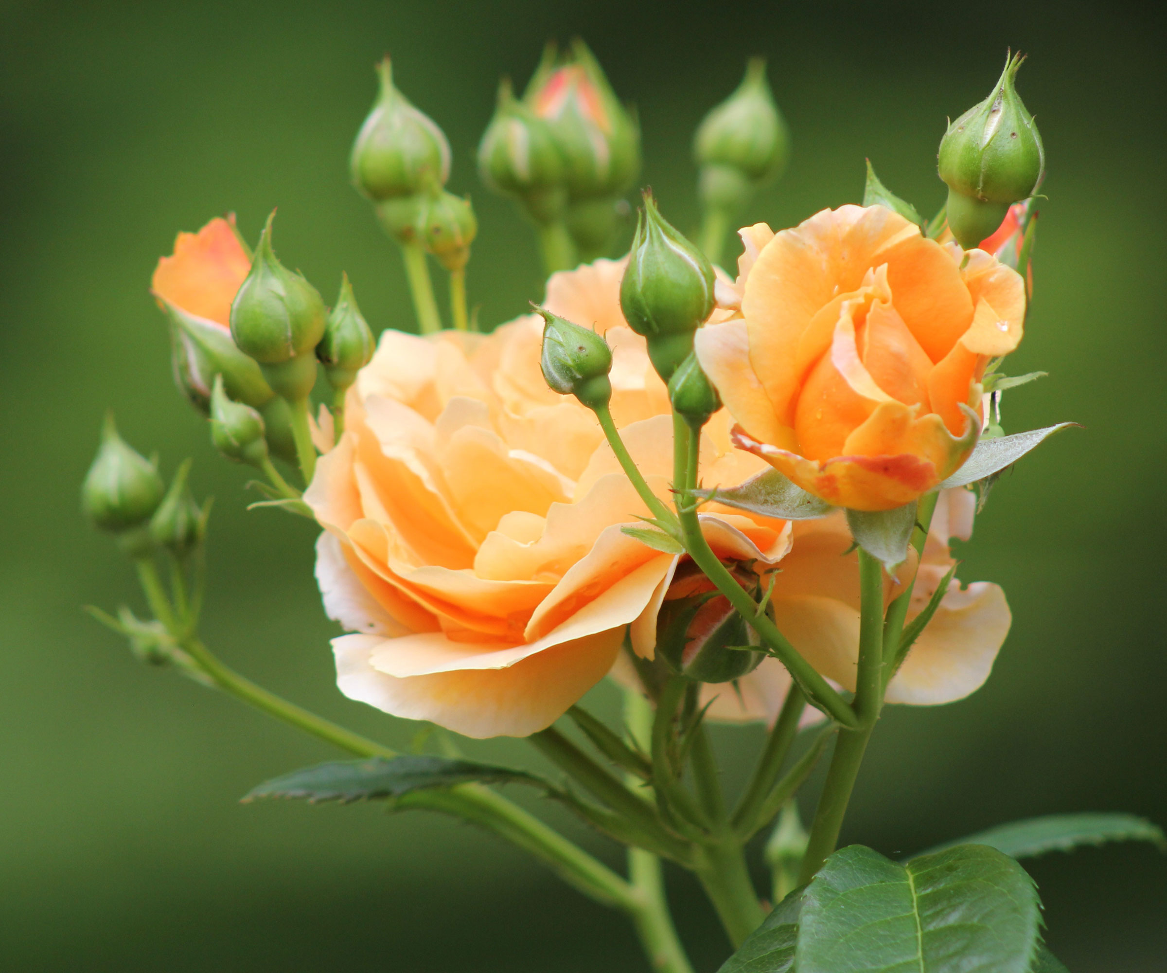 peach roses with buds against green background