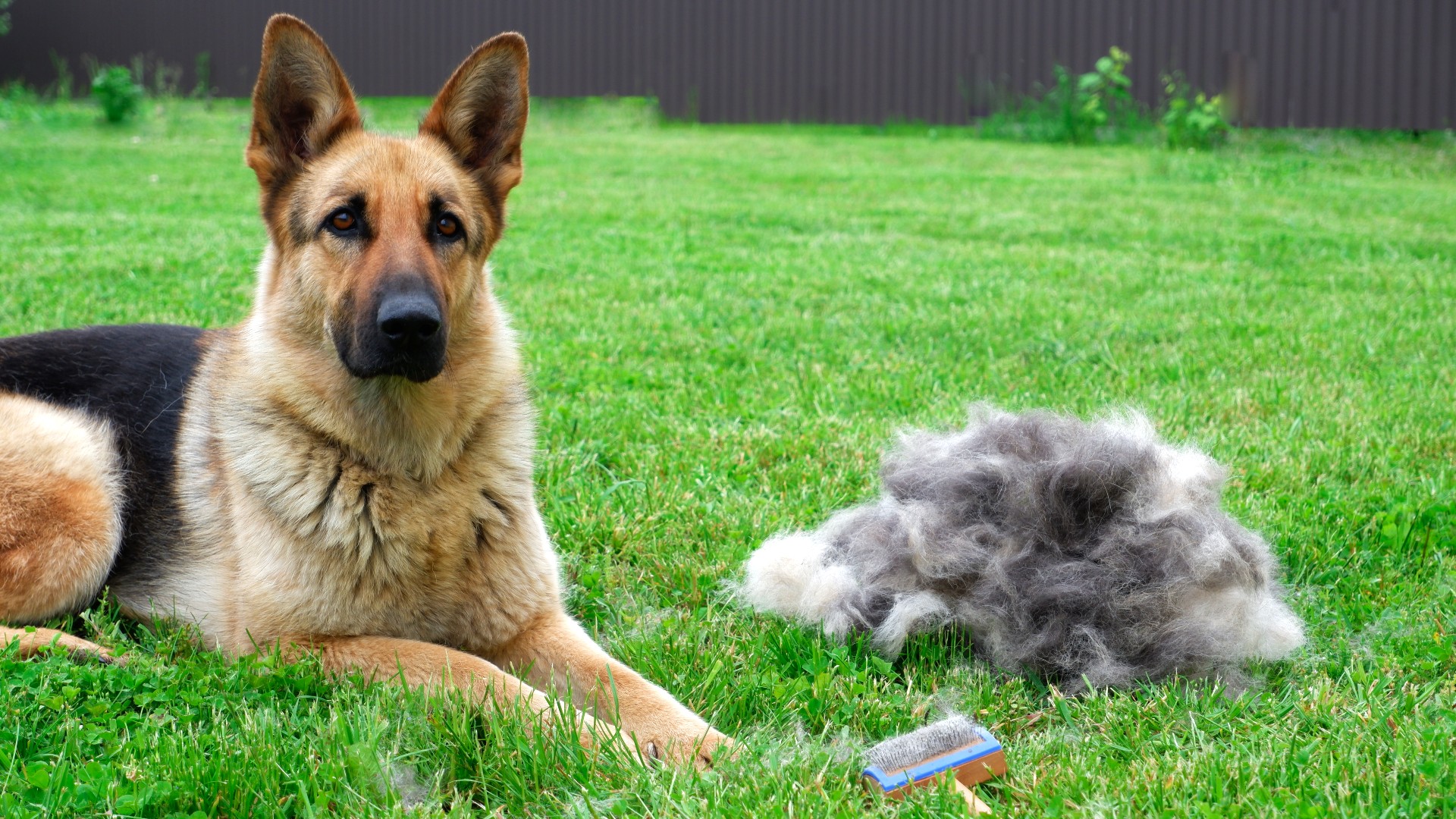 German Shepherd sitting outside next to a pile of their fur