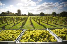 English and Welsh wine