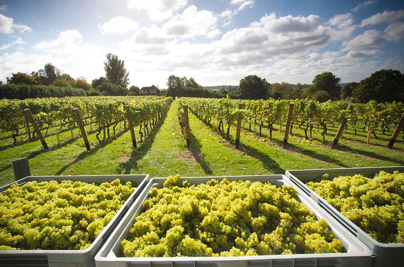 English and Welsh wine