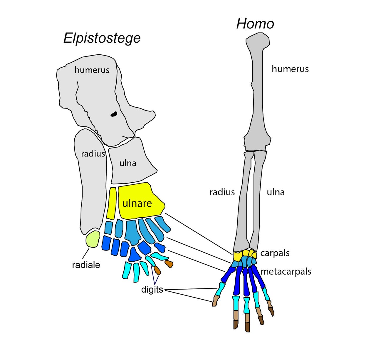 The bones of this ancient fish compared to those of a human.