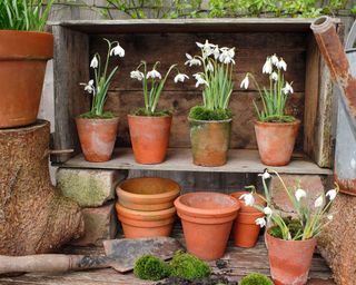 snowdrops growing in a collection of terracotta pots