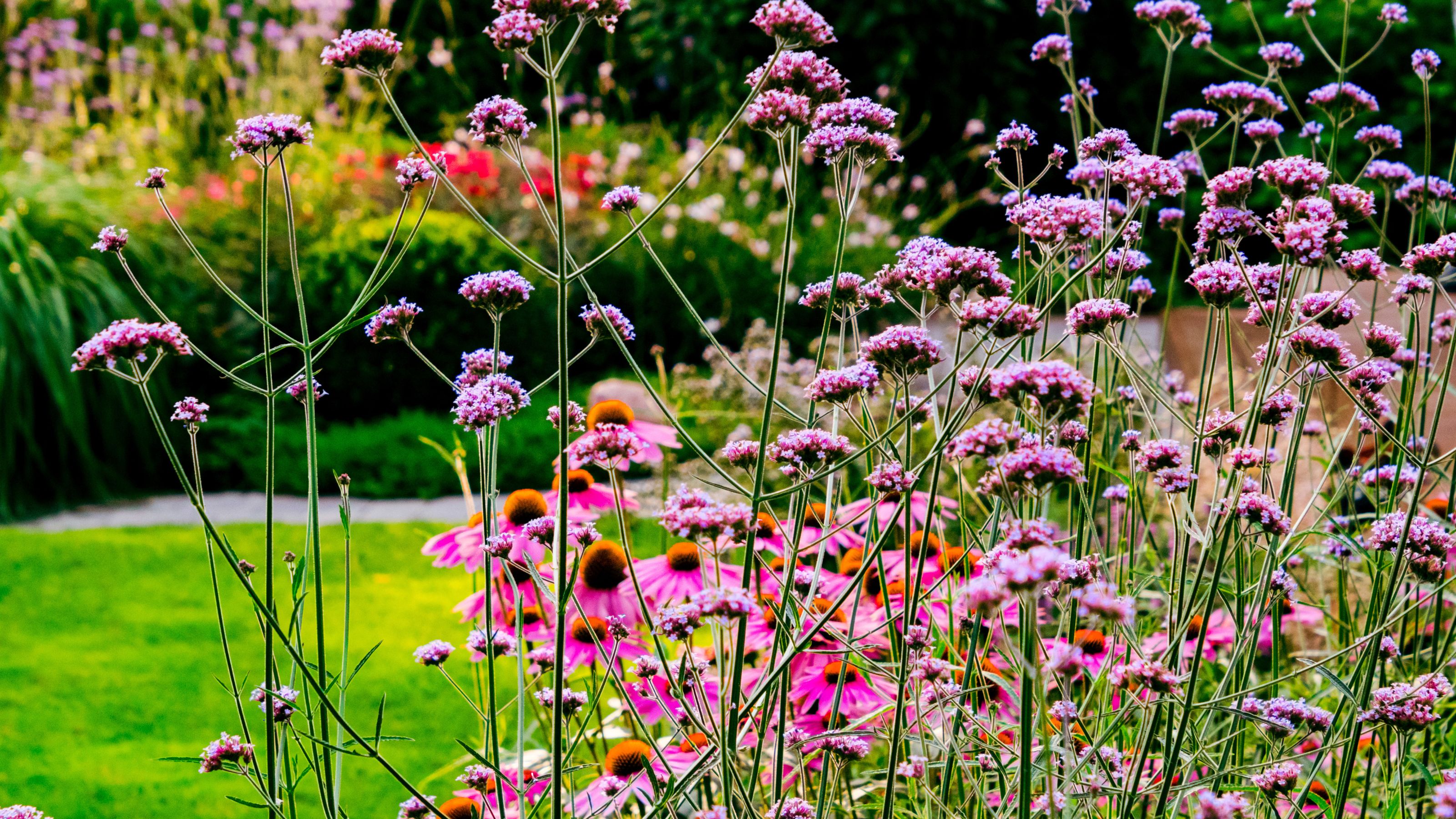 Summertime in a domestic garden - perennials in a border