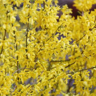 Yellow flowering forsythia shrub