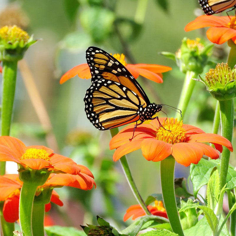 Mexican Sunflower Seeds - Packet
