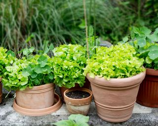 pots of lettuce