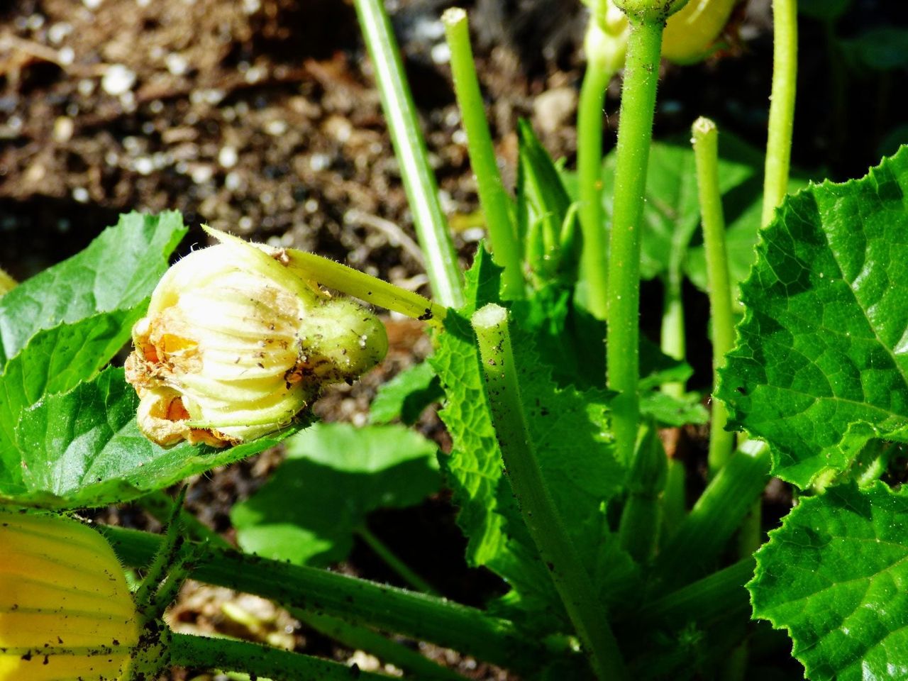 Damaged Squash Blossom Falling Of The Vine