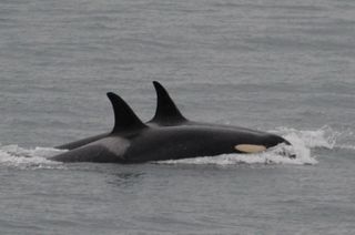 Tahlequah swims with a member of her pod.