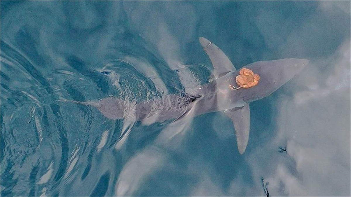 Rare 'Sharktopus' Sighting: Octopus Rides Mako Shark in New Zealand