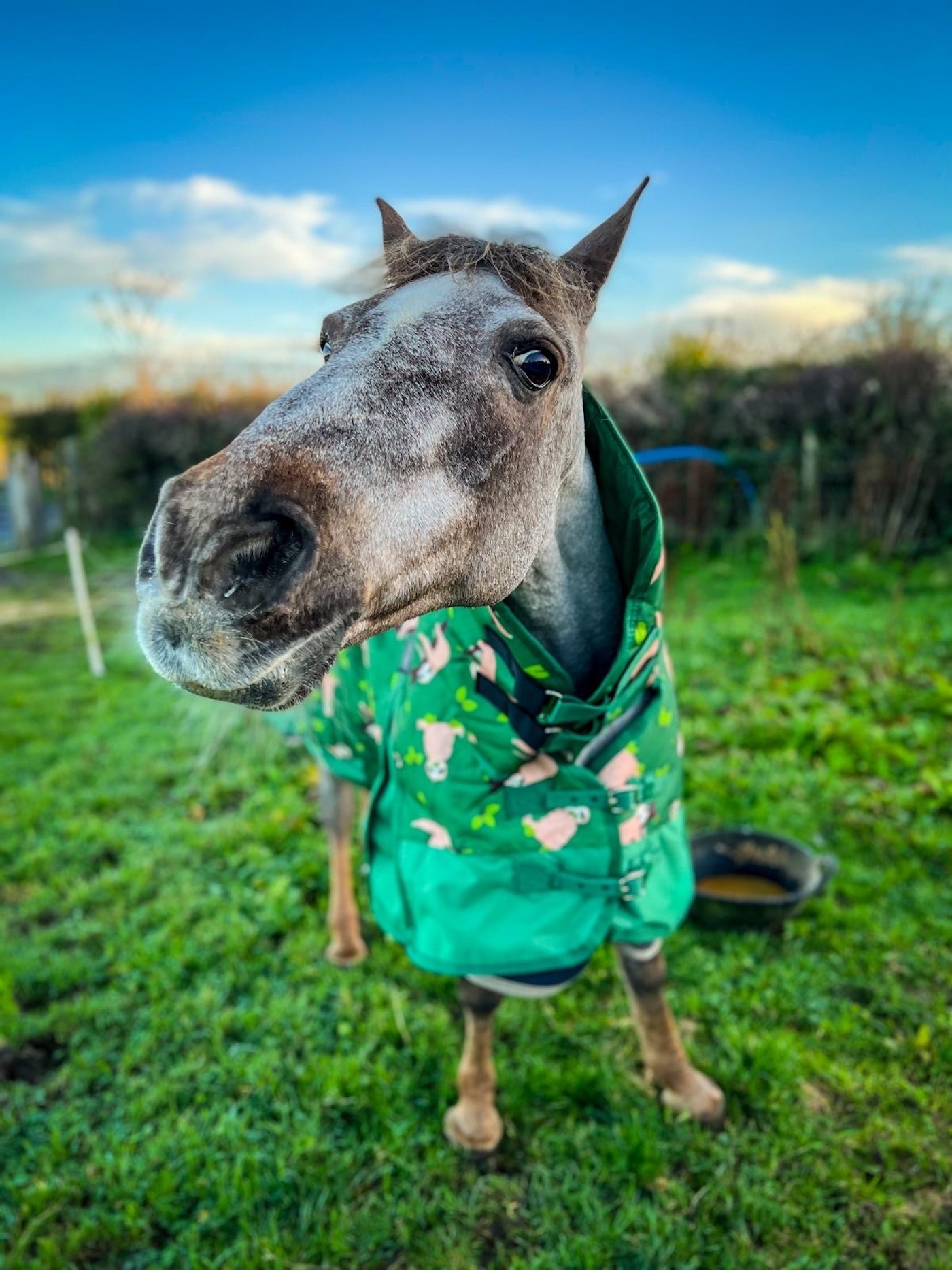 Roana - 45-year-old horse