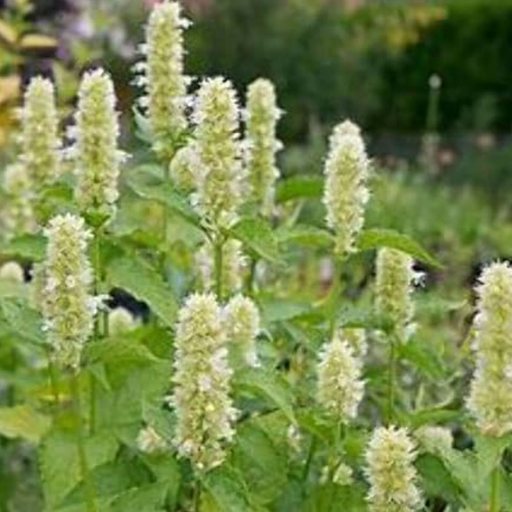 agastache
