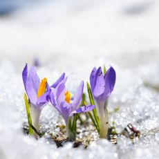 Purple crocuses growing out of snow