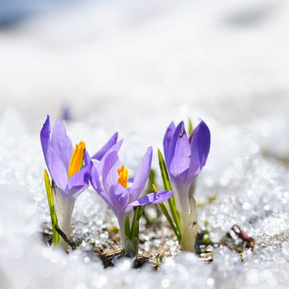 Purple crocuses growing out of snow