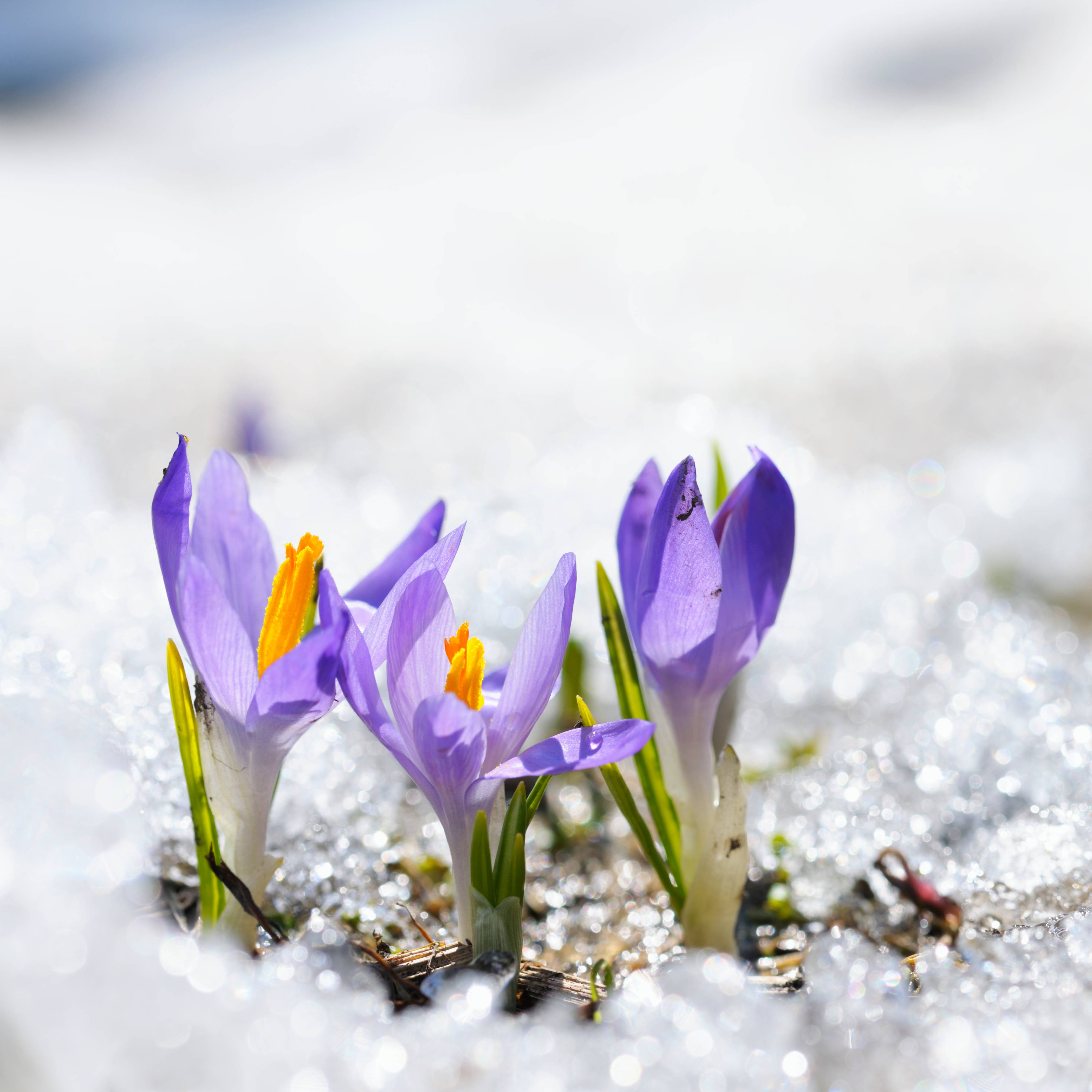 Purple crocuses growing out of snow