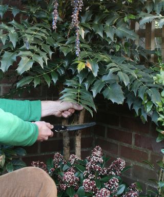 mahonia shrub being pruned back in spring