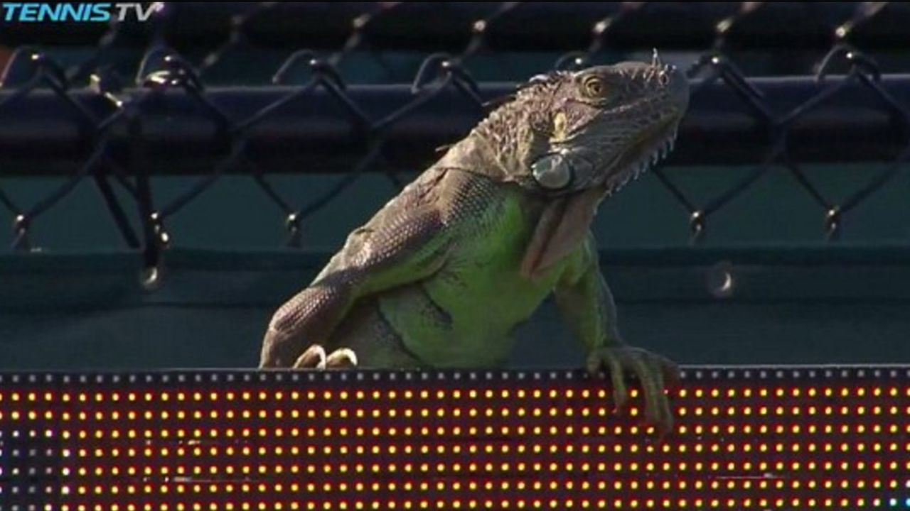 Iguana at the Miami Masters