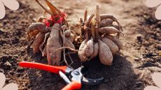 picture of dahlias tubers