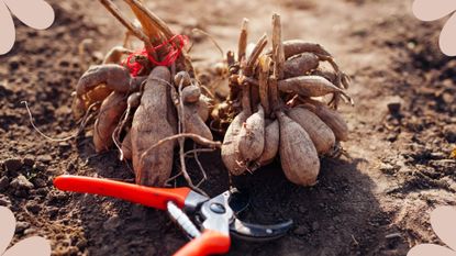 picture of dahlias tubers