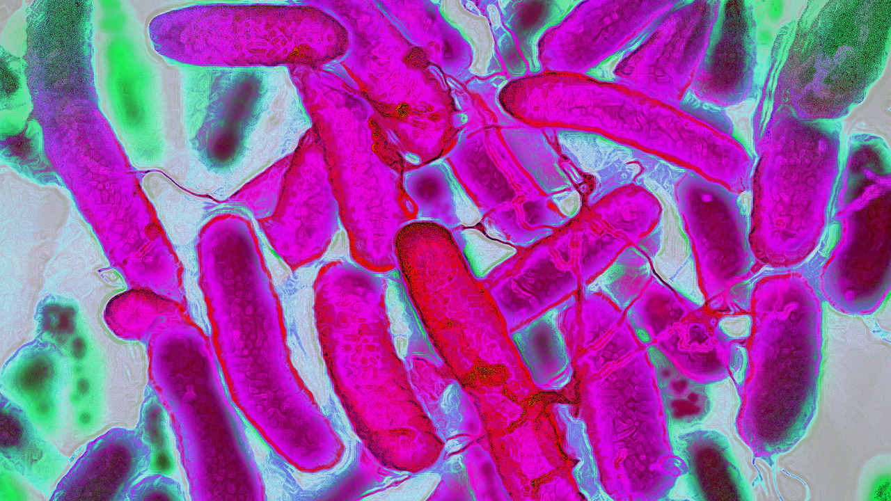 Caffeine may help E. coli resist antibiotics — but more research is needed