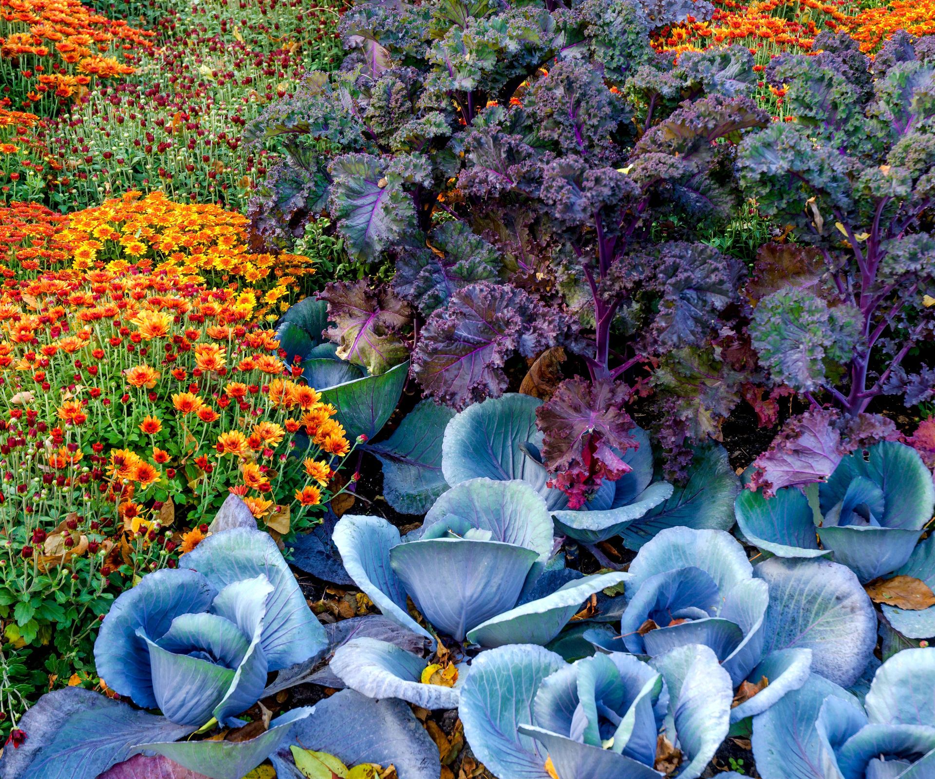 ornamental cabbage and kale with orange mums