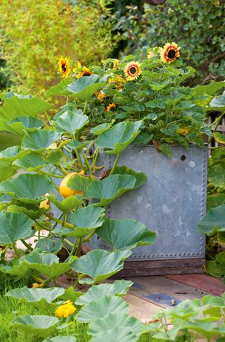 Plant trailing squashes and pumpkins into vegetable containers