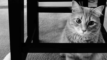 Picture of ginger tabby cat in black and white