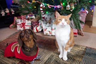 Are Christmas trees toxic to cats and dogs?