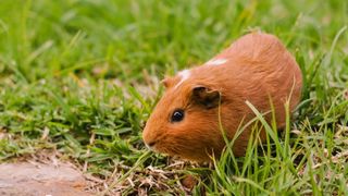 Guinea pig eating grass