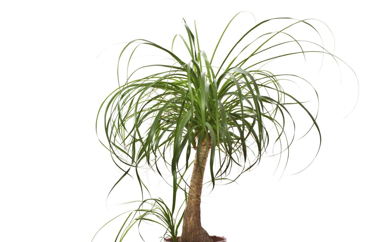 Potted Ponytail Palm