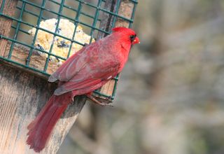 red cardinal on bird feeder