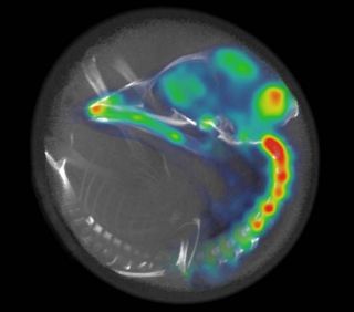 This image of the chicken embryo skeleton inside an egg shows the developmental stage, and the colors indicate nervous system activity in the brain. 