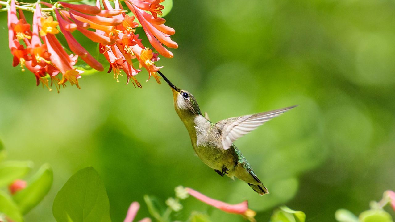 Grow These 8 Flowering Vines For Hummingbirds | Gardening Know How