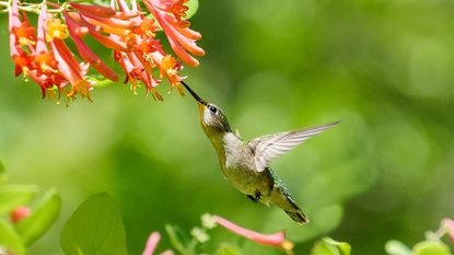 hummingbird on flowering vine feeding on nectar