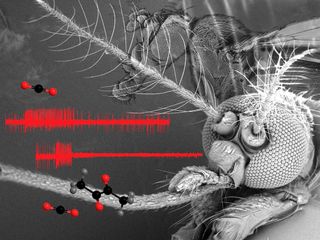 Head and olfactory organs of a female mosquito (in foreground) and a fruitfly (background). Sample electrical recordings from a CO2-sensitive neuron is also shown along with chemical structures of active compounds. 