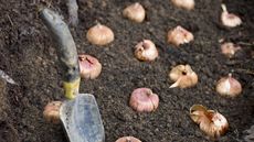 Bulb planting in a garden using a hand trowel