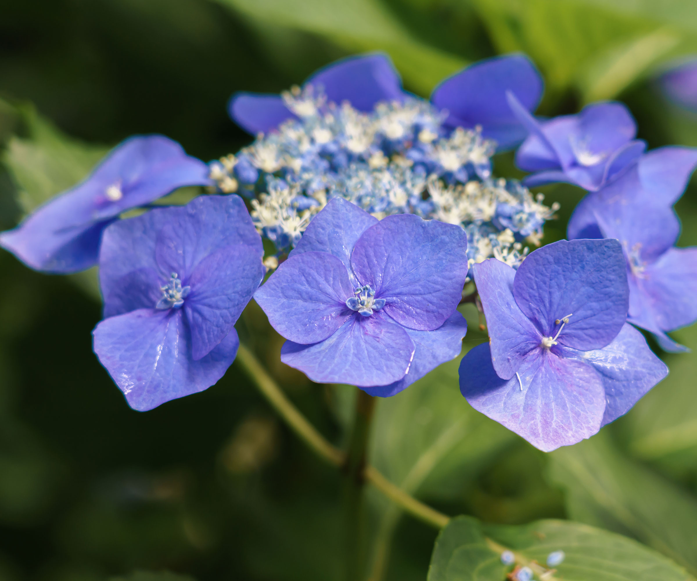 blue hydrangea Blaumeise flower in detail