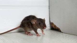 A rat in a corner of a room