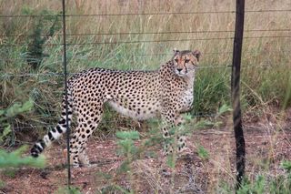 A cheetah on the Karongwe Private Game Reserve in South Africa.