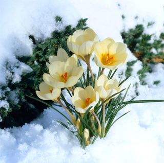 crocus Chrysanthus 'Cream beauty'