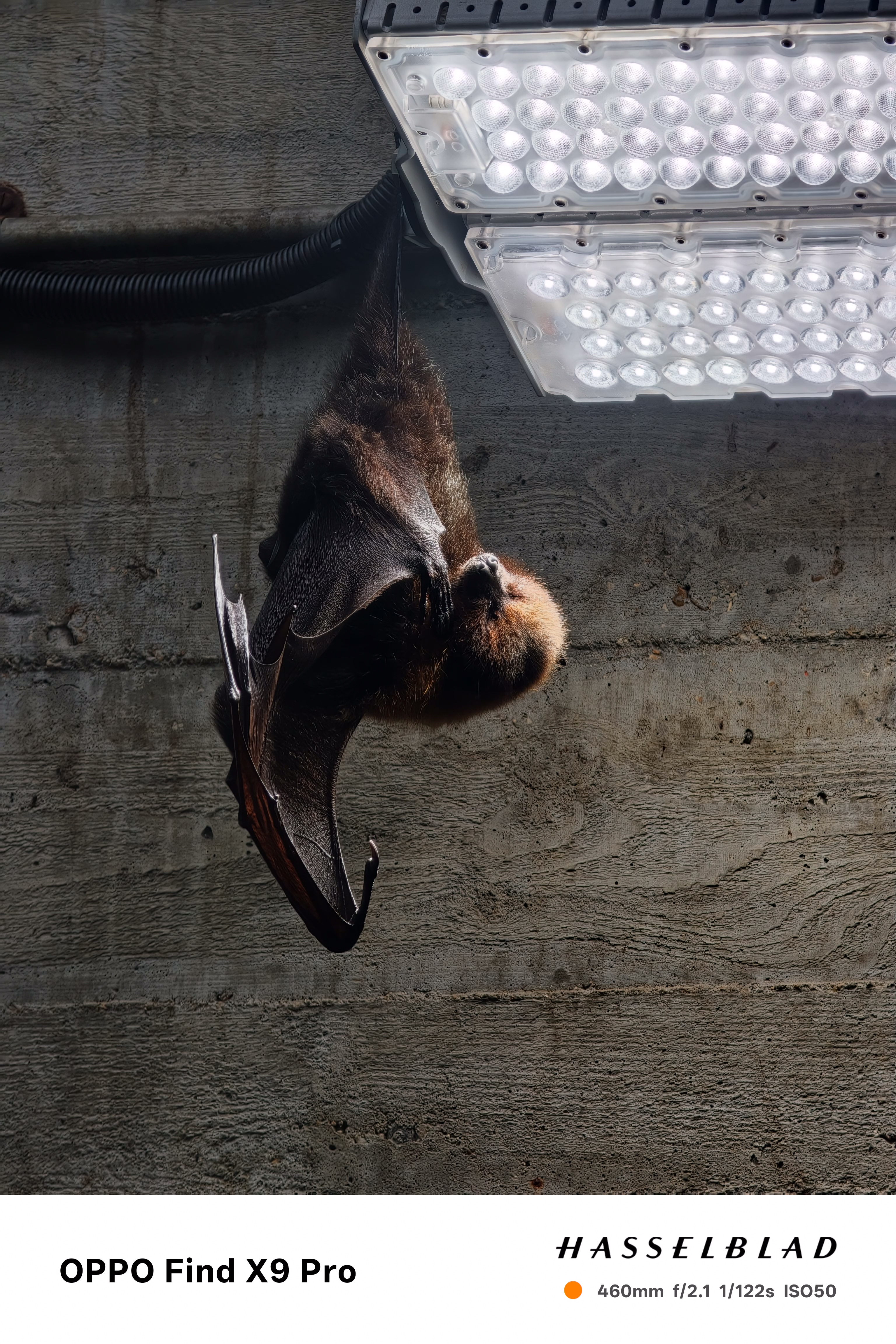 Close up of a bat taken on an Oppo Find X9 Pro