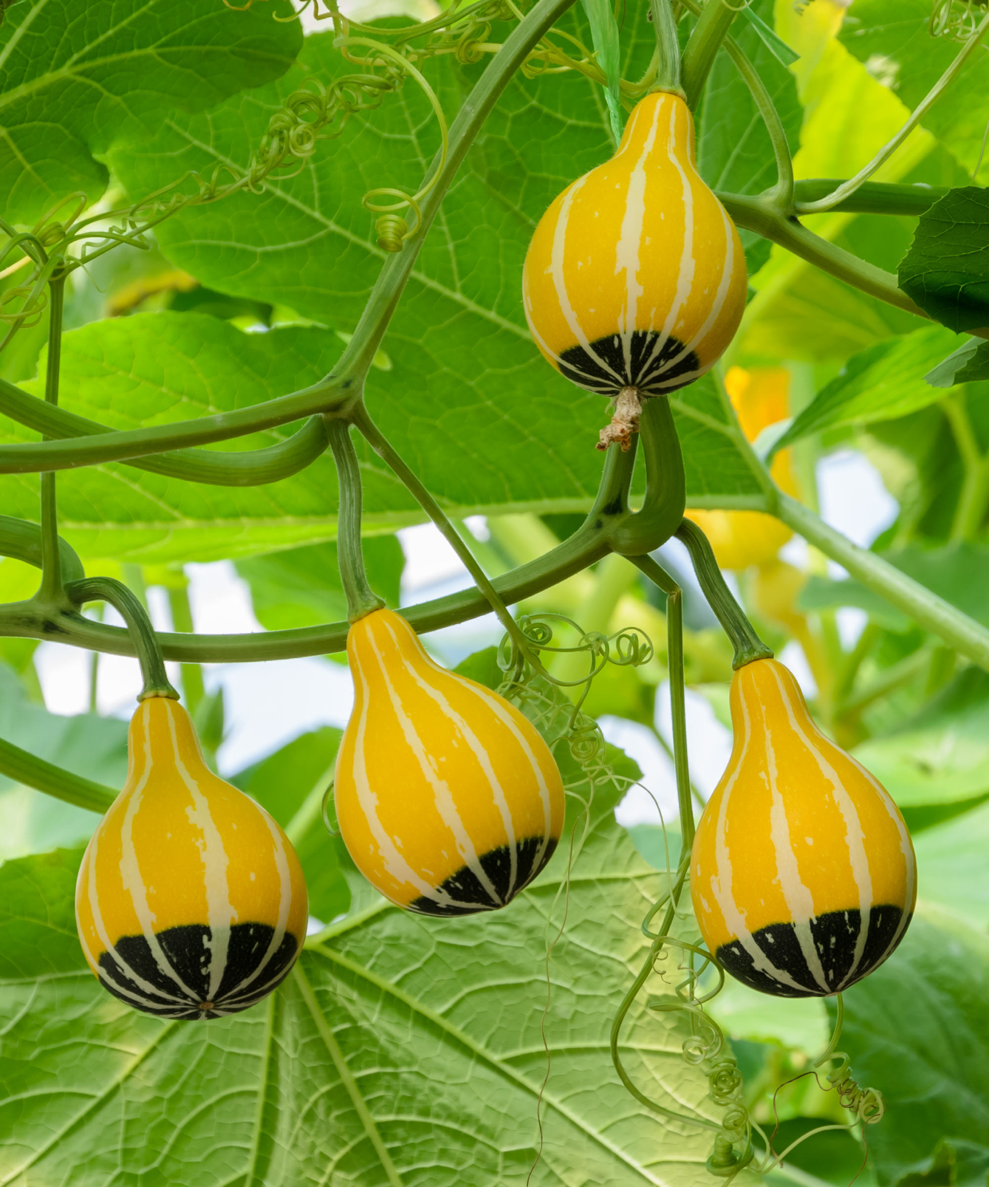 Pumpkin or Ornamental gourd on its tree