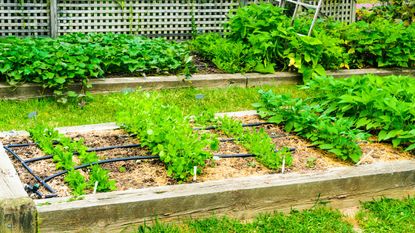 A drip irrigation system in a raised bed