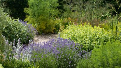 Garden with raised wooden beds with lavender, herbs and small tree
