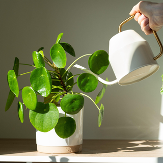 Hand watering potted Pilea houseplant on table at home using metal watering can, taking care