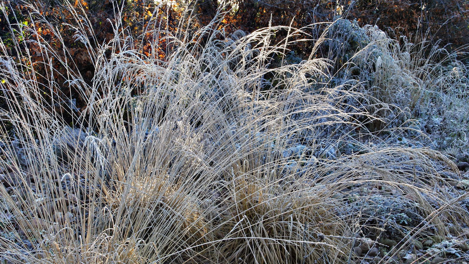 Frosted winter garden