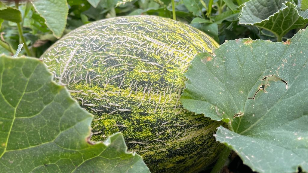 ripening kajari melon in garden 