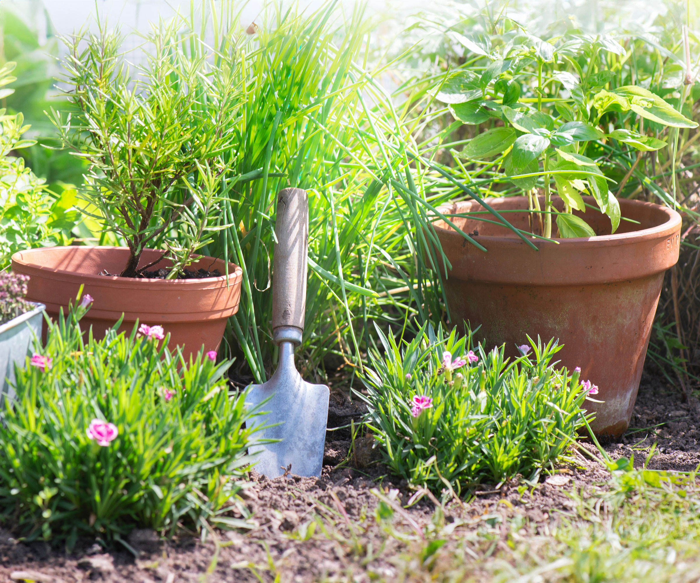 trowel and plant pots in garden placed on soil