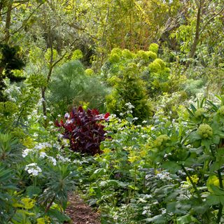 layered planting in a woodland garden