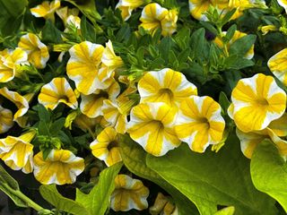 Calibrachoa